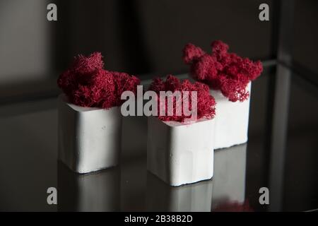 claret moss in a white concrete pot on a shelf Stock Photo