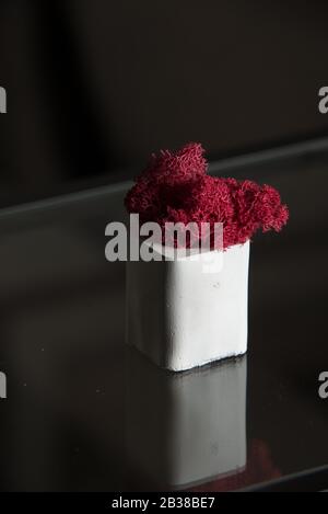 claret moss in a white concrete pot on a shelf Stock Photo