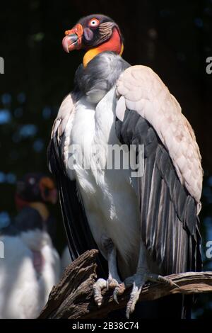 King Vulture (Sarcoramphus papa) perching on a branch Stock Photo