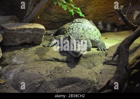 Philippine Crocodile (Crocodylus mindorensis) Stock Photo