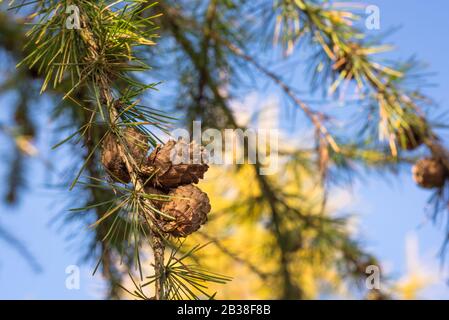 Ripe cones on hanging branch of european Larch (Larix decidua) in autumn Stock Photo