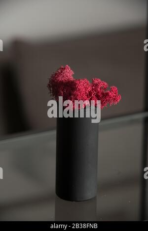 claret moss in a black concrete pot on a shelf Stock Photo