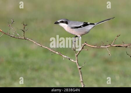 Southern grey shrike with the first lights of the day, birds, Lanius meridionalis Stock Photo