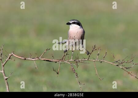 Southern grey shrike with the first lights of the day, birds, Lanius meridionalis Stock Photo