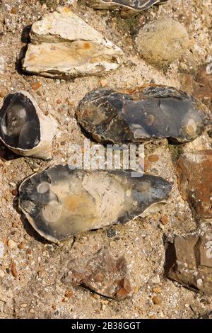 Old medieval castle wall in close up with flints and other stone set in mortar that could be used as a background. Stock Photo