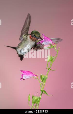 A Ruby-throated Hummingbird Gathering Nectar Stock Photo