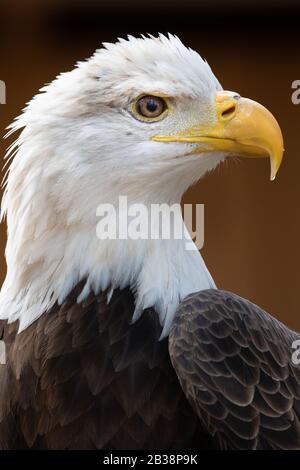 An American Bald Eagle Portrait Stock Photo