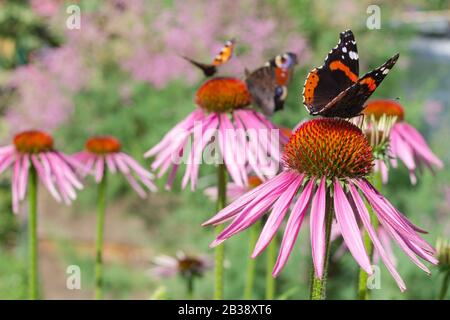 Red admiral and peacock butterfly on a flowers of red color in a garden Stock Photo