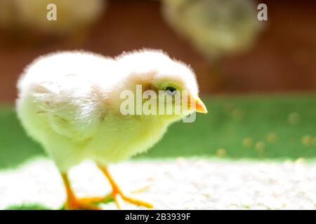 Yellow newborn chick on green grass Stock Photo