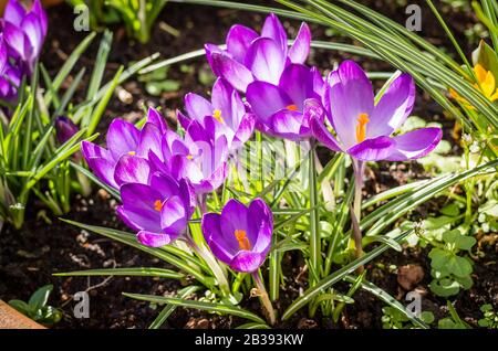 A group of beautiful purple crocuses flowering in a large planter in an English garden in February Stock Photo