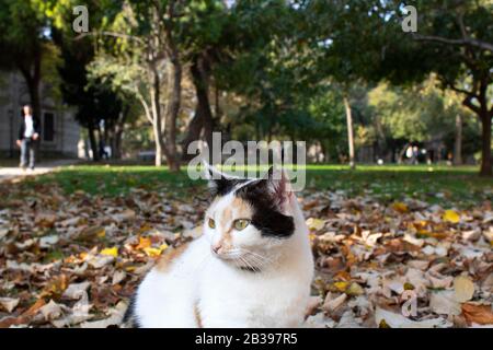 Cat with gray white yellow colors. He sits on the grass. There are dried leaves around. Close up. Stock Photo