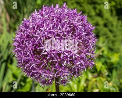Purple ball leek Allium aflatunense Stock Photo