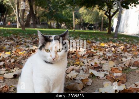 Cat with gray white yellow colors. He sits on the grass. There are dried leaves around. Close up. Stock Photo