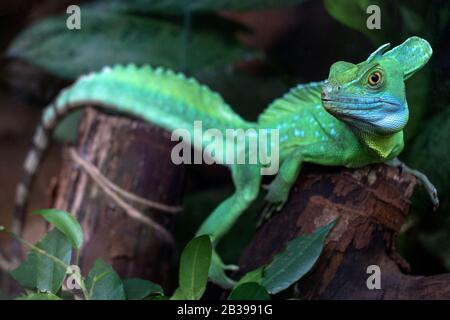 Green lizard standing on a piece of old wood and watching carefully in front of it. A dark green background. Stock Photo