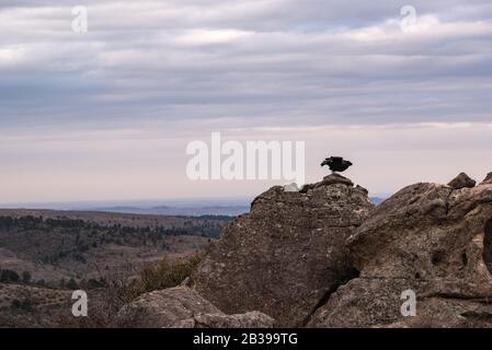 Black vulture, zopilote or black jote standing high in a rock Stock Photo