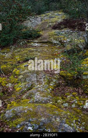 Different colored molds on a rock - texture Stock Photo