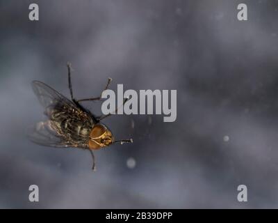 Macro shot of fly on a glass / window background. Alive housefly. Insect close-up. Stock Photo