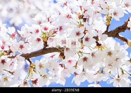 Branches of blossoming cherry against background of blue sky. Spring background.