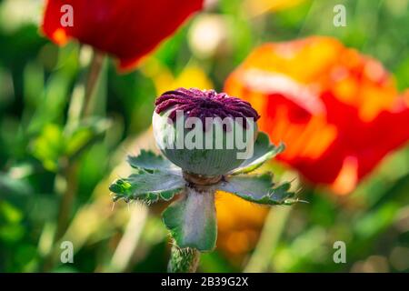 Heads poppy with closed poppy heads. Selective focus. Stock Photo