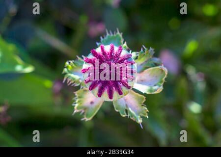 Heads poppy with closed poppy heads. Selective focus. Stock Photo