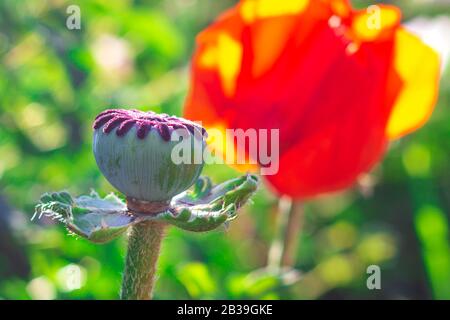 Heads poppy with closed poppy heads. Selective focus. Stock Photo