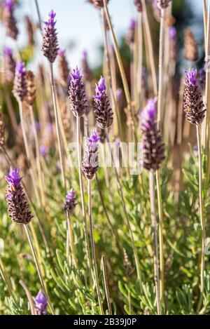 Close up of lavender flowers waving with the wind Stock Photo