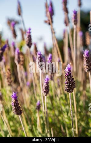 Close up of lavender flowers waving with the wind Stock Photo