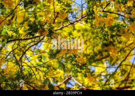 Little yellow flowers with cotton texture on a branch of a tree Stock Photo