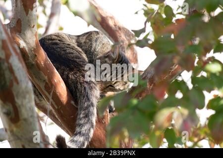 Gray cat sleeping on the tree branch. Close up. Stock Photo