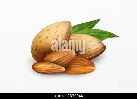 Realistic almonds with green leaves Isolated on a white background. Healthy eating concept. Vector illustration Stock Vector