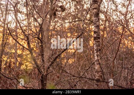 Squirrell eating some seeds up in an autumnal branch tree Stock Photo