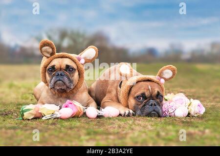 Easter bunny dogs showing pair of French Bulldogs dressed up with rabbit ear headband costume lying outdoors on grass surrounded by pink rose flowers Stock Photo