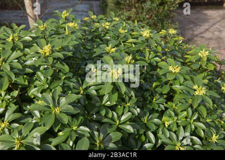 Spring Foliage and Flower Heads of an Evergreen Twin Flowered or Pontic Daphne Shrub (Daphne pontica) Growing in a Garden in Rural Devon,England,UK Stock Photo