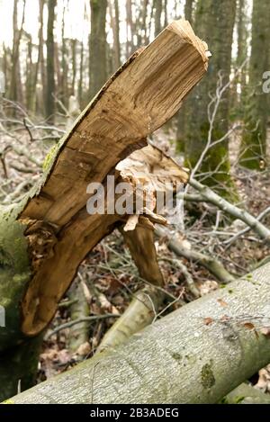 Storm damage. trees in the forest after a storm. Stock Photo