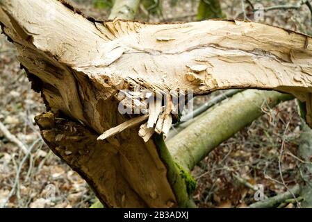 Storm damage. trees in the forest after a storm. Stock Photo