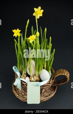 Yellow mini daffodils isolated on black background. beaterfull Bulbous narcissus with eggs, easter concept Stock Photo