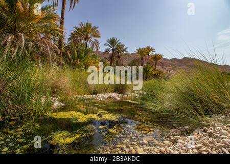 Palms in Wadi Bani Khalid with creek near Bidiyya in Oman Stock Photo