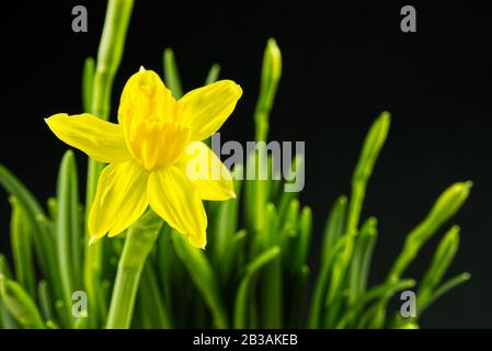 Yellow mini daffodils isolated on black background. beaterfull Bulbous narcissus with eggs, easter concept Stock Photo