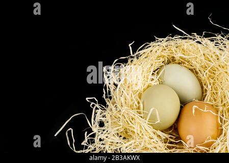 goose and chicken Ecological farm eggs in a nest isolated on a black background Stock Photo
