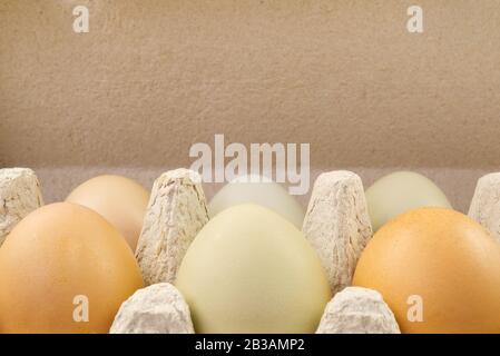 goose and chicken eggs in a cardboard box. Ecological eggs from the farm are packed in paper tray Stock Photo