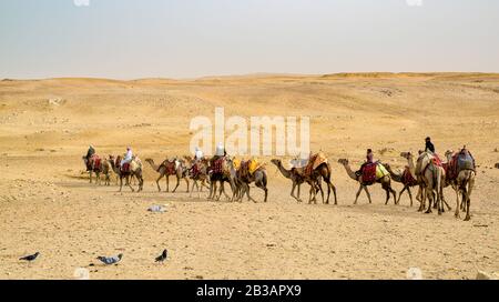 Camel caravan in the desert near the Giza Pyramids in Egypt Stock Photo