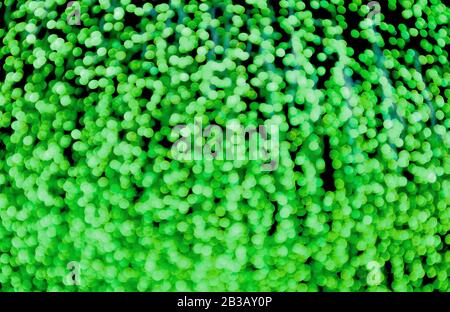 Abstract Blurred Neon Green Illuminated Decorative Lights for Background or Wallpaper Stock Photo