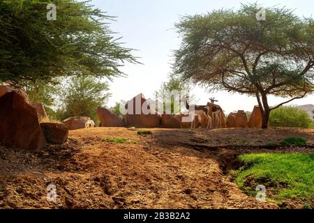 Arabian sand gazelles in the desert Stock Photo - Alamy