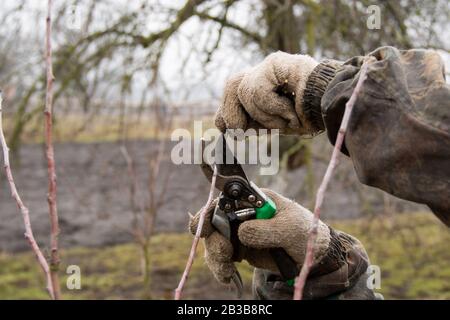 Hand in glove with garden clippers cuts bush. Cutting faded stems, hedge, branches with gardening tools, secateurs, scissors. Hard autumn work in gard Stock Photo