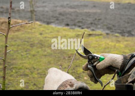 Pruning a young apple tree with garden secateurs in the autumn garden. Cutting faded stems, hedge, branches with gardening tools, secateurs, scissors. Stock Photo