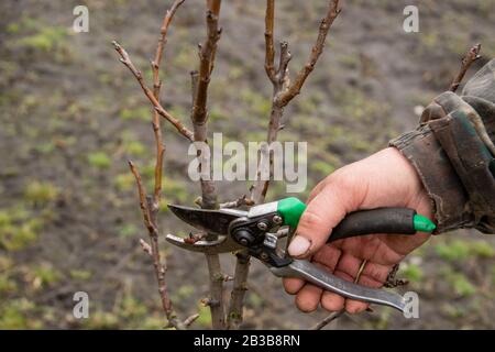 Autumn pruning of trees, the guy cuts with a shears a branch of a pear in the garden, Hard autumn work in garden. September, sunny day. Seasonal work Stock Photo