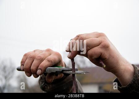 Senior man pruning apple tree. Cutting faded stems, hedge, branches with gardening tools, secateurs, scissors. Hard autumn work in garden, trim apple Stock Photo