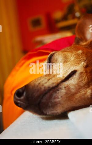 head or muzzle of an old brown pinscher breed dog with white fur while sleeping peacefully in a bed in a reddish room Stock Photo