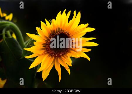 Best sunflower picture Stock Photo