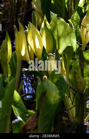 Photograph of a patch of yellow skunk cabbage Stock Photo